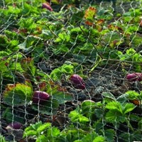 Anti bird net Primo black mesh wide 28x28 mm 10x4m-2