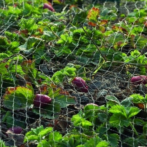 Anti bird net Primo black mesh wide 28x28 mm 10x4m-2
