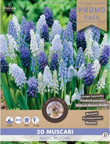 Muscari Mix - Grape Hyacinth (Large Pack)