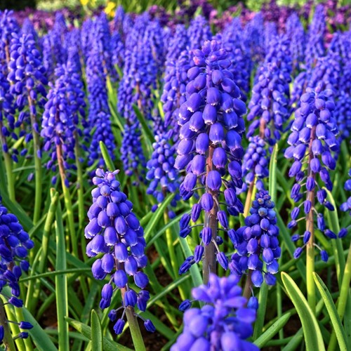 Muscari Armeniacum - Grape Hyacinth (Large Pack)