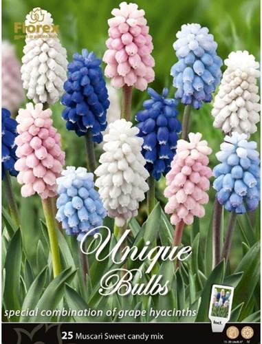 Muscari Sweet Candy Mix - Grape Hyacinth