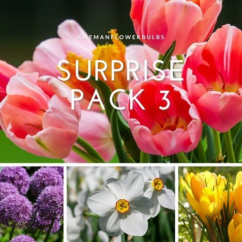 Flower bulb Surprise pack 3