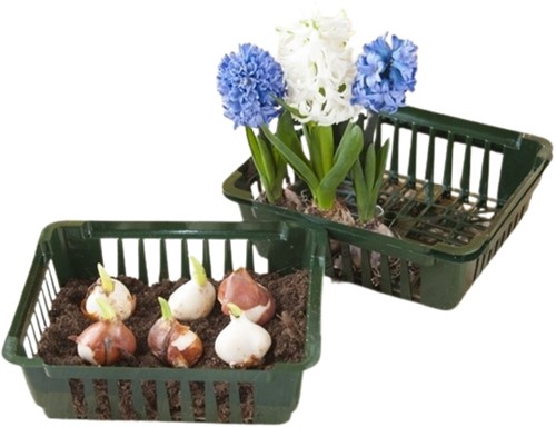 Planting bulbs basket 250x210x75 mm. - Nature