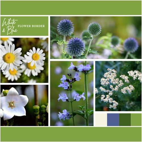 Ready-made Flower Border Blue & White (9 plants: 1.5m²)