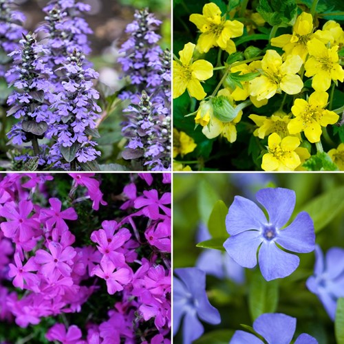Ready-Made Flower Border – Ground Cover Collection (1.5 m²)
