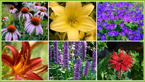 Long Flowering Border (12 plants: 2m²)-2