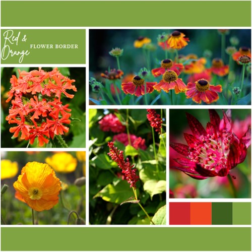Ready-made Flower Border Red & Orange (6 plants: 1 m²)