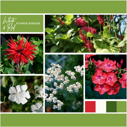 Ready-made Flower Border White & Red (9 plants: 1,5 m2)
