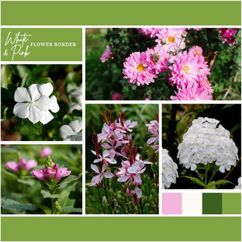 Ready-made Flower Border White & Pink (12 plants: 2m²)