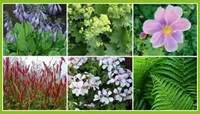 Colourful Shadow Garden Border (12 plants: 2m2)-2