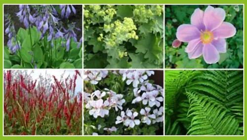 Colourful Shadow Garden Border (12 plants: 2m2)-2