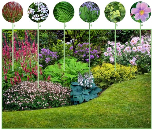 Borderpakket Schaduwtuin (6 planten)