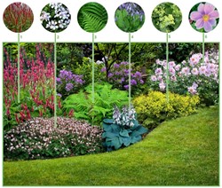 Colourful Shadow Garden Border (12 plants: 2m2)