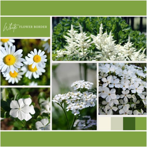 Ready-made flower border white (6 plants: 1m²)