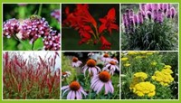 Happy Butterfly Garden Border (9 plants: 1,5m²)