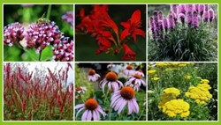 Happy Butterfly Garden Border (9 plants: 1,5m²)