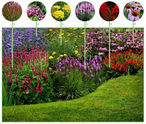Happy Butterfly Garden Border (6 plants: 1m²)