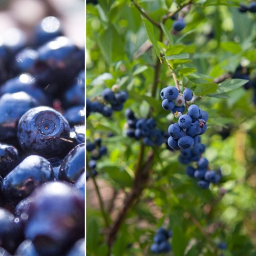 Blueberry - Vaccinium corymbosum