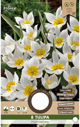 Tulipa polychroma – Botanical Tulip-2