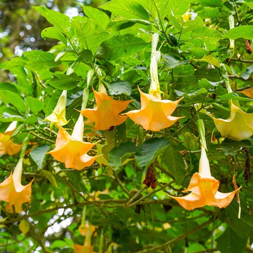 Angel’s Trumpet Yellow - Brugmansia (Container Plant)