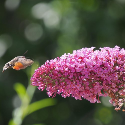 Butterfly Bush Buddleja Pink