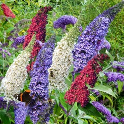Buddleja Tricolor - Butterfly Bush