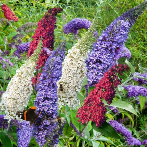 Buddleja Tricolor - Butterfly Bush