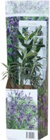Buddleja Tricolor - Butterfly Bush-2