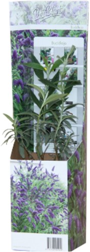 Buddleja Tricolor - Butterfly Bush-2
