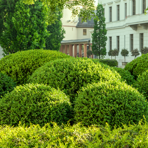 Boxwood 30 cm high incl. container - Buxus