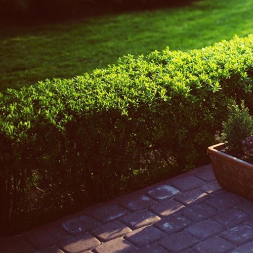 Boxwood hedge 1 meter - Buxus (Six-pack)