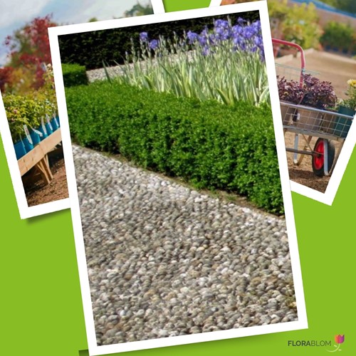 Boxwood hedge 1 meter - Buxus (Six-pack)