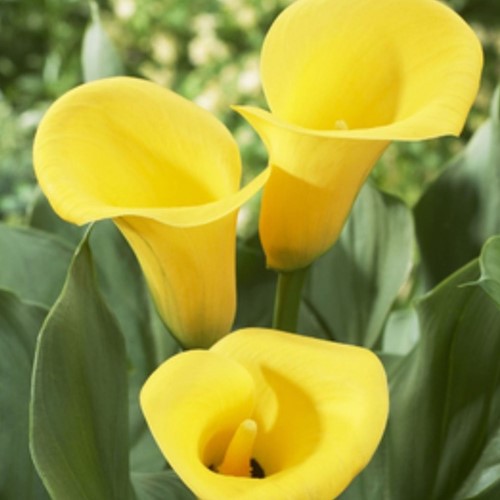 Calla Yellow - Zantedeschia