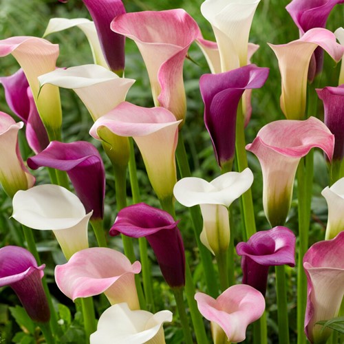 Zantedeschia Pastel Mix - Calla bulbs