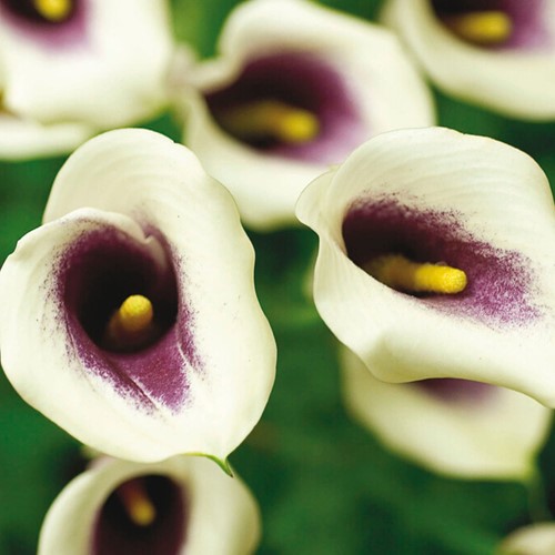 Calla Picasso - Zantedeschia