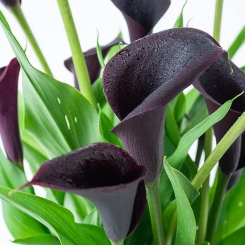 Calla Black