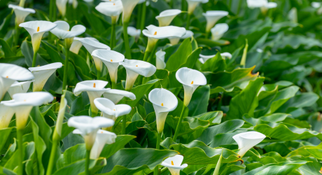 Calla tuber planting instructions