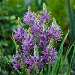 Camassia quamash – Bear's Grass