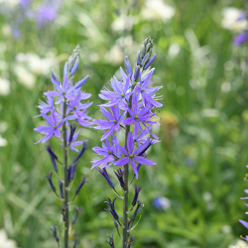 Camassia quamash – Bear's Grass