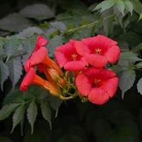 Campsis radicans - Trompetklimmer
