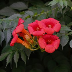Campsis radicans - Trumpet vine