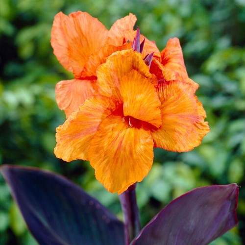 Canna Orange Wyoming