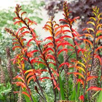 Chasmanthe floribunda Saturnus - African flag