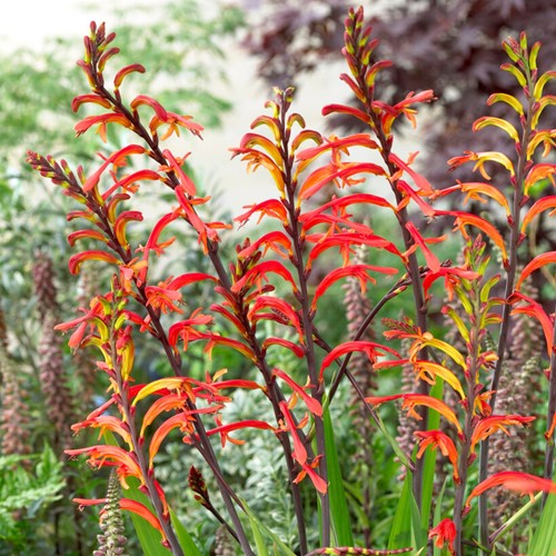 Chasmanthe floribunda Saturnus - African flag