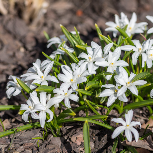Chionodoxa luciliae Alba - Glory of the Snow