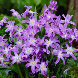 Chionodoxa Lucilea