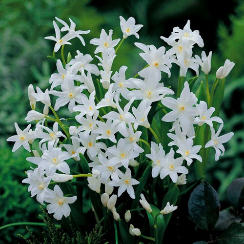 Chionodoxa luciliae Alba - Glory of the Snow