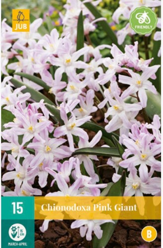 Chionodoxa Pink Giant - Glory-of-the-snow