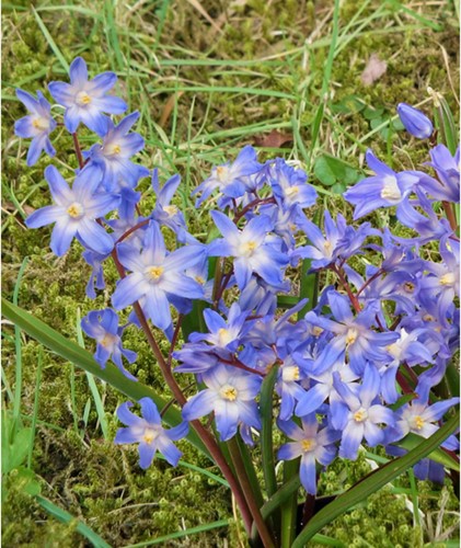Chionodoxa luciliae (Large Pack)