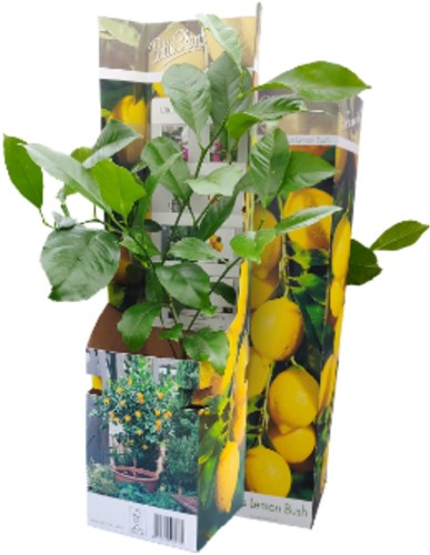 Citroenboom - Citrus Limon-2